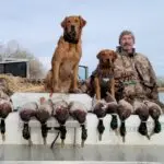 two men and two dogs showing off their ducks in the back of the boat