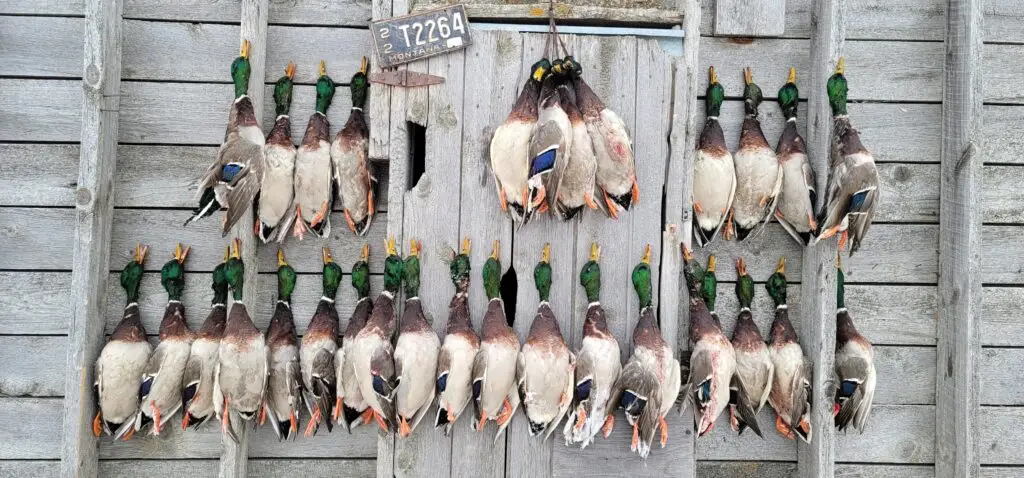 ducks lined up after a successful hunt