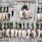 ducks lined up after a successful hunt