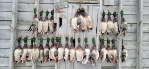 ducks lined up after a successful hunt