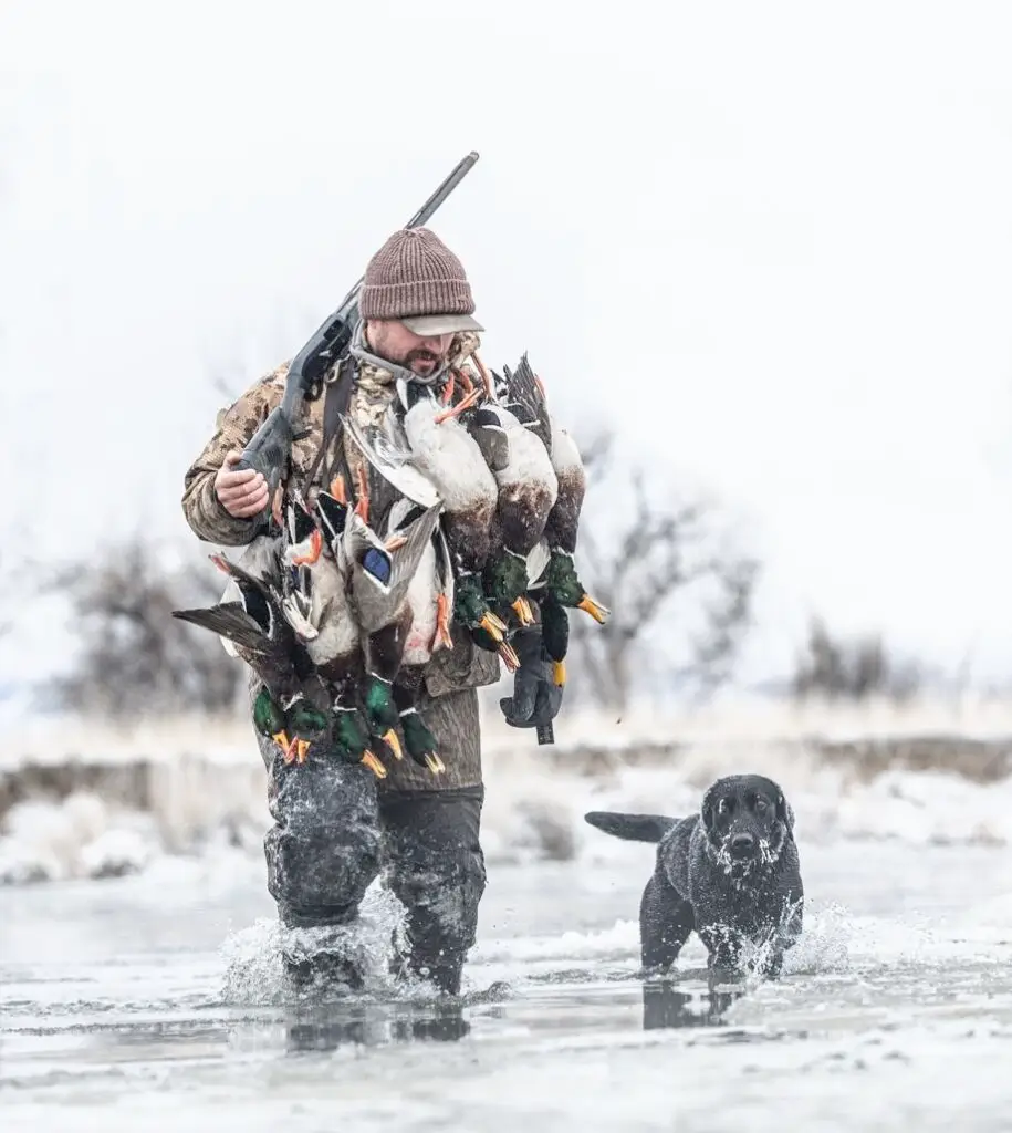 Montana waterfowl hunting guide walking with hunting dog