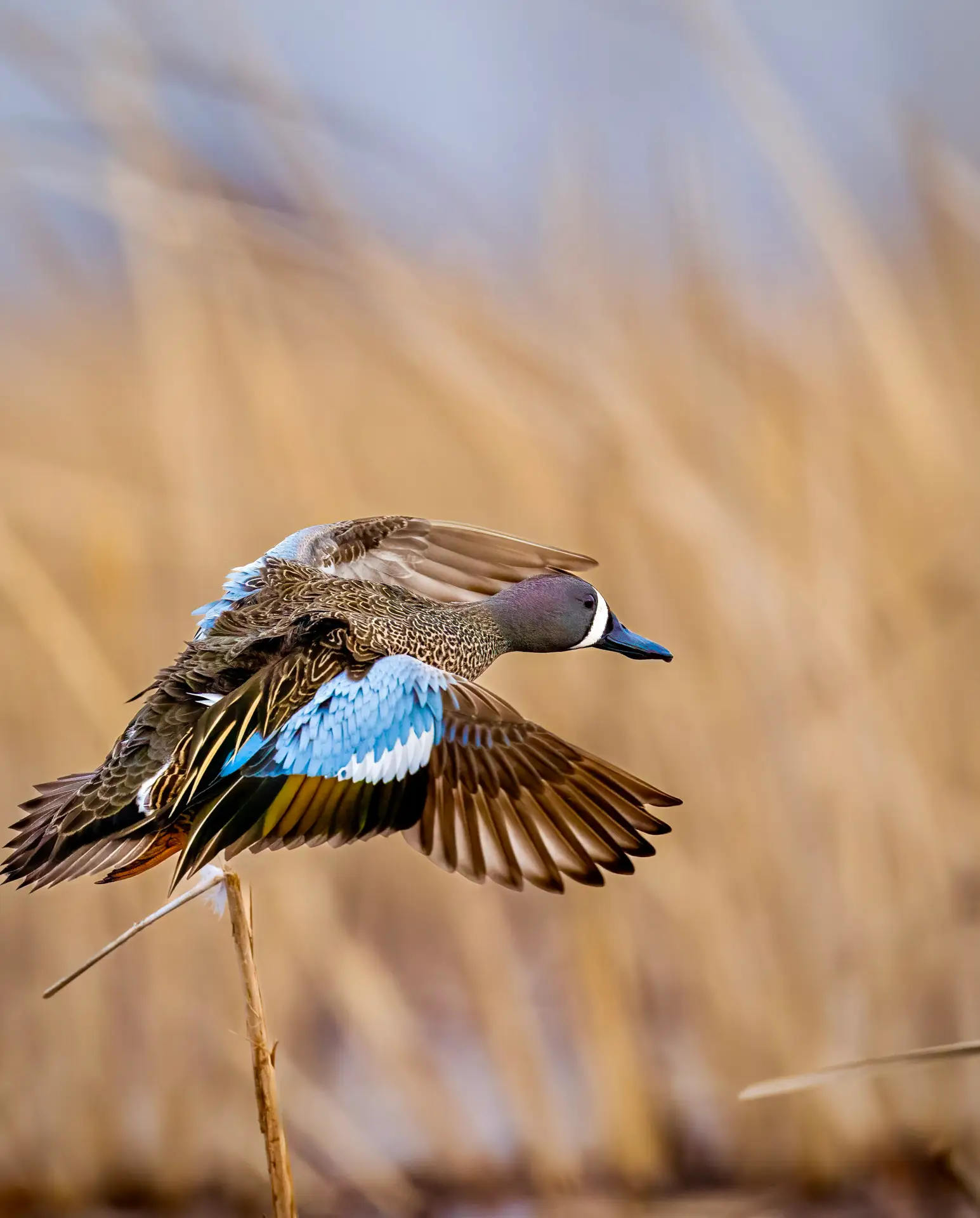 A duck flying near the shoreline