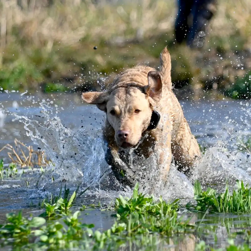 Hunting dog bounding through water to retrieve a downed duck.