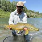 Bighorn River fly fishing guide holding a brown trout in Montana