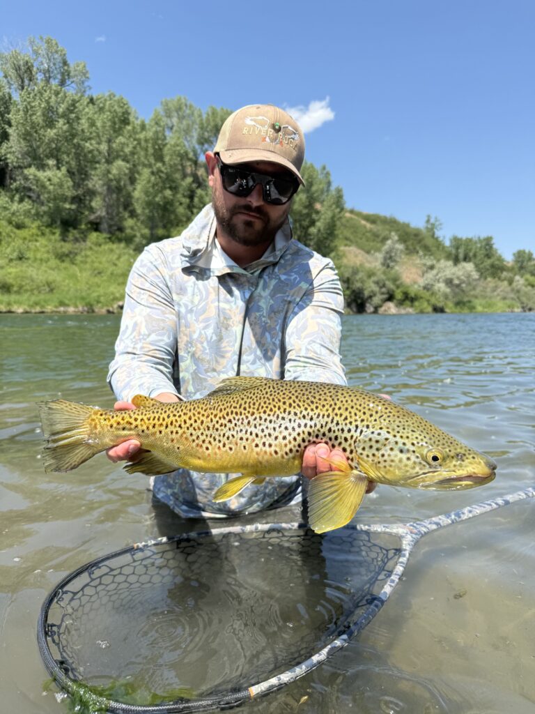 Bighorn River fly fishing guide holding a brown trout in Montana